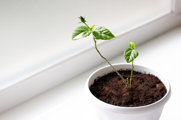 A young shoot of hibiscus with a small bud in a white pot on a white windowsill.  Lots of empty space