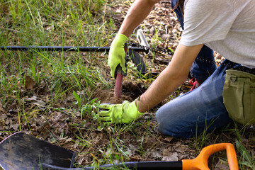 a man in gloves is looking for a treasure in the ground with the help of a pinpointer in the spring forest. shovel in front