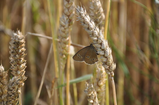 Schmetterling an Weizen