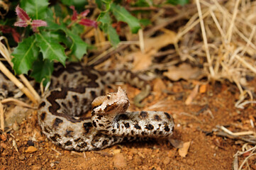 Europäische Hornotter // Nose-horned viper (Vipera ammodytes) - Peloponnese, Greece