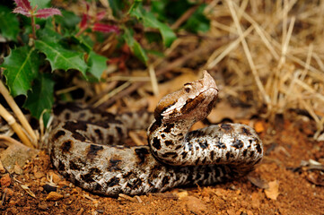 Nose-horned viper // Europäische Hornotter (Vipera ammodytes) - Peloponnese, Greece