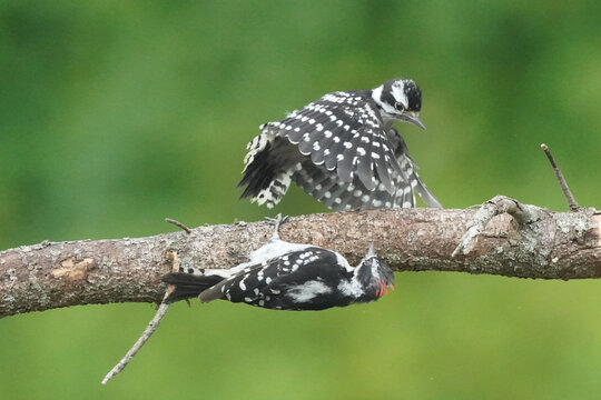 Male and Female Downy Woodpeckers fighting on a branch then the female flying off in disgust on summer day with treed background