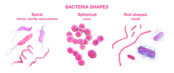 Different shapes of bacteria with description in English, 3d illustration
