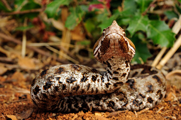 Fototapeta premium Europäische Hornotter // Nose-horned viper (Vipera ammodytes) - Peloponnese, Greece
