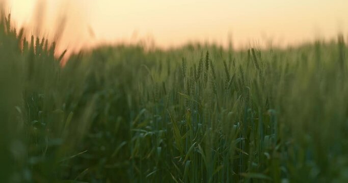 beautiful farmland with cereal crops in dawn or sunset, closeup of green ears, 4K, Prores