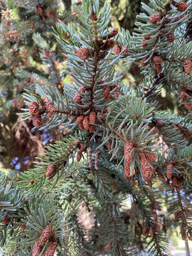 Picea schrenkiana evergreen fir tree with long cones, Christmas tree close up