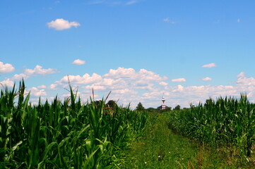 Village landscape with white church seen at the end of grass path between cultivated corn fields in Transylvania, Romania on sunny summer day