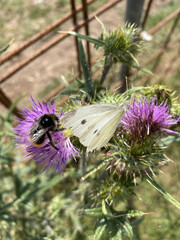 Large white, butterfly (Pieris brassicae) Pieridae family on a thistle flower. Germany