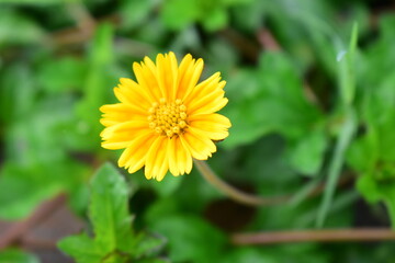 Sphagneticola trilobata or Singapore daisy flower taken from top angle