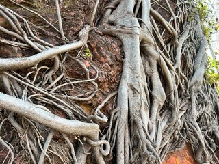 roots of tree