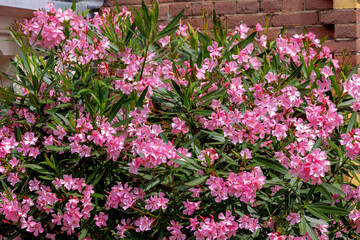 Selective focus of bush of beautiful pink flower with green leaves in the garden, Nerium oleander is a shrub or small tree in the dogbane family Apocynaceae, Nature floral background.