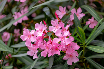 Selective focus of bush of beautiful pink flower with green leaves in the garden, Nerium oleander...