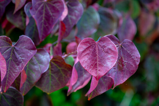 Selective focus of pansy redbud leaves on the tree, Cercis canadensis or Amerikaanse Judasboom, The eastern redbud is a large deciduous shrub or small tree, Nature leafs pattern background.