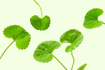 herbal plant centella asiatica leaves (Gotu Kola) on green background.