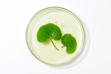 centella asiatica leaf (Gotu Kola) with liquid in a petri dish.