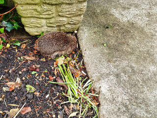 European hedgehog (Erinaceus europaeus), also known as the West European or common hedgehog - Bibury, Gloucestershire, United Kingdom
