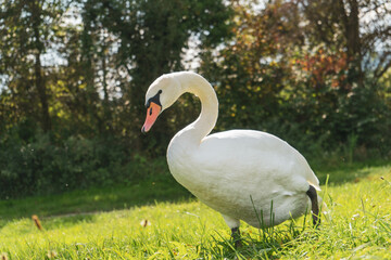 goose on grass at a lake