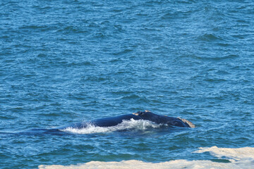 Southern right whale (Eubalaena australis) showing callosities. Hermanus, Whale Coast, Overberg, Western Cape, South Africa.