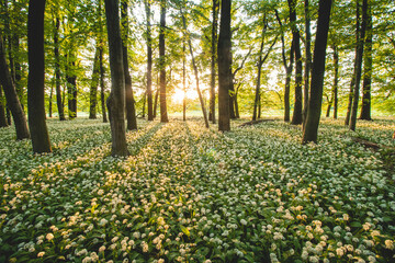 Sunset in a protected forest with beautiful white growing bear garlic. Allium ursinum under orange light. Polanska niva, Ostrava, czech republic