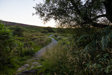 Chemin dans la tourbière du Mont Caroux au petit matin