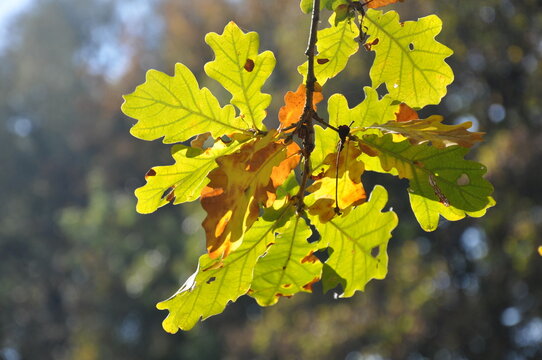  Herbstliche Eichelblätter im Sonnenlicht