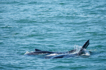 Fototapeta premium Southern right whale (Eubalaena australis) displaying pectoral fins and calf. Hermanus, Whale Coast, Overberg, Western Cape, South Africa.