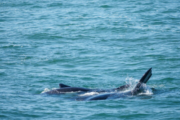 Southern right whale (Eubalaena australis) displaying pectoral fins and calf. Hermanus, Whale Coast, Overberg, Western Cape, South Africa.