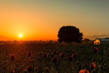 sunrise through flowers