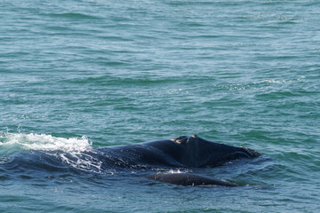 Fototapeta premium Southern right whale (Eubalaena australis) adult and calf. Hermanus, Whale Coast, Overberg, Western Cape, South Africa.