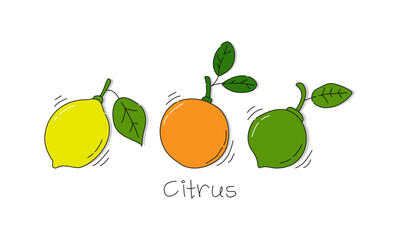Lemon orange and lime fruit on white background. Cartoon sketch graphic design. Doodle style with black contour line. Hand drawn image with text signature. Healthy food. Freehand drawing style
