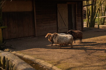 Three colorful mountain sheep in zoo