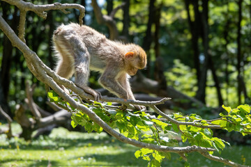 Affe