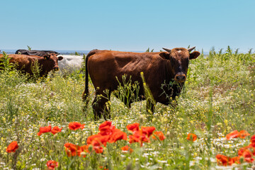 Cattle in a flowery meadow with tall grass. Black and brown cattle close up in nature.