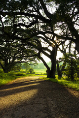 Sunrise in the ancient kingdom of Anuradhapura in Sri Lanka.