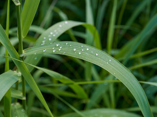 Fototapeta premium Green grass texture background, Top view of grass garden Ideal concept used for making green flooring, lawn for training football pitch, Grass Golf Courses green lawn pattern textured background.