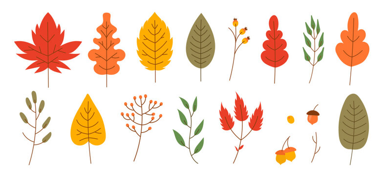 Autumn leaves flat style. dry mapple and berries vector illustration. fall icon set
