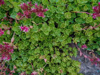 a field of summer grass and flowers