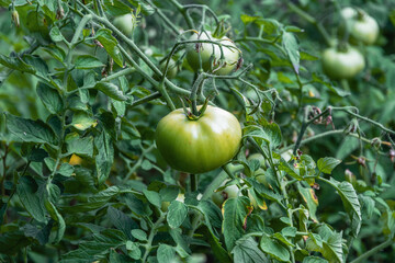 A green tomato on a branch. Tomato plants on a green tomato plantation. Organic farming, growing young tomato plants in the open ground. Tomatoes green and unripe tomatoes are hanging on the bush.