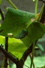 Growth and flowering of cucumbers hanging on a branch. Close-up, selective focus. Ovaries of a young green cucumber with a flower. Young green cucumbers outdoors. Vertical photo.