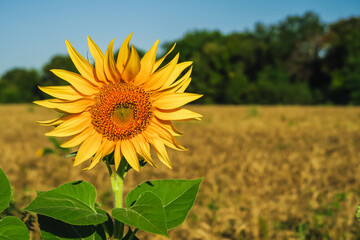 Fototapeta premium a young ripening sunflower grows in a field. sunflower cultivation concept