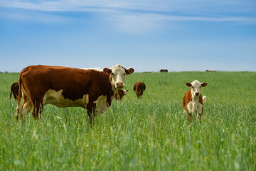 Cattle raising  with natural pastures in Pampas countryside, La Pampa Province,Patagonia, Argentina.