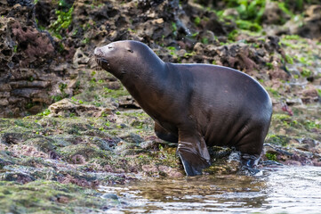 Naklejka premium SOUTH AMERICAN SEA LION pup,Peninsula Valdes, Chubut,Patagonia ,Argentina