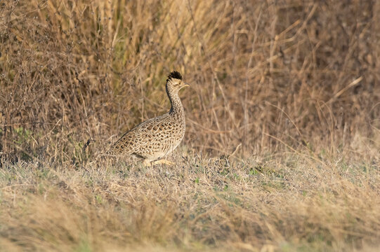 White bellied nothura, tinamou in grassland environment, Pampas, Argentina