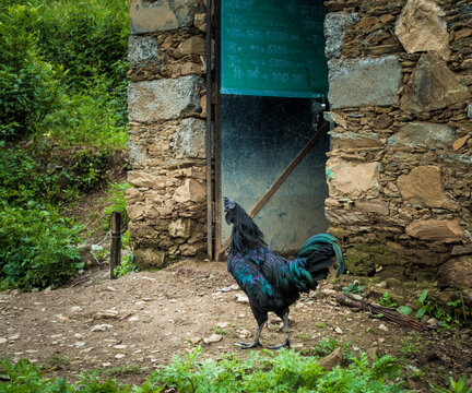 Kadaknath, also called Kali Masi, is an Indian breed of chicken. They originated from Dhar and Jhabua, Madhya Pradesh. There are three varieties: jet black, golden and pencilled. UTTARAKHAND INDIA.