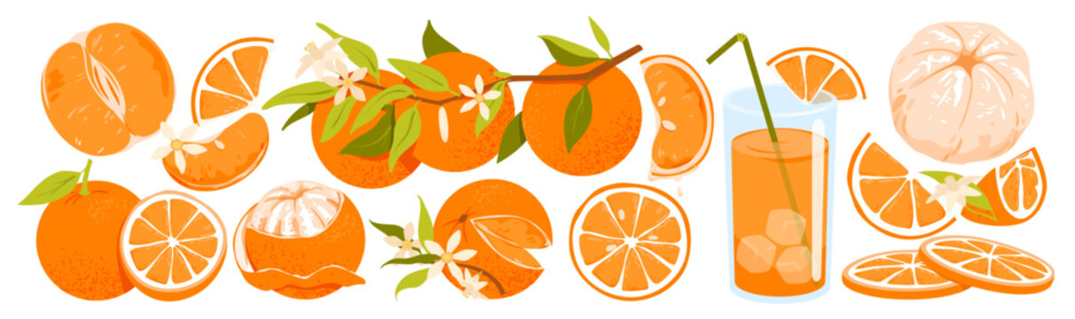 Wide set of oranges exotic fruit. Branch of oranges, juicy clementine, vitamin c product, natural organic juice, summer citrus fruit, sliced and peeled orange vector illustration