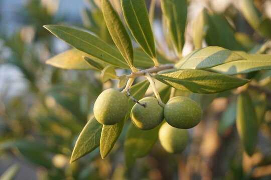 Grüne Oliven im Abendlicht