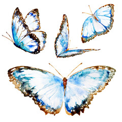 beautiful blue butterfly,watercolor,isolated on a white - 521026705