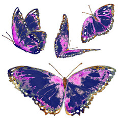 set of butterflies isolated - 521026713