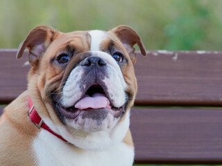Funny english bulldog puppy playing in the park