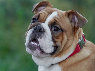 Funny english bulldog puppy playing in the park